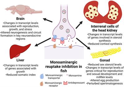 Antidepressants as Endocrine Disrupting Compounds in Fish